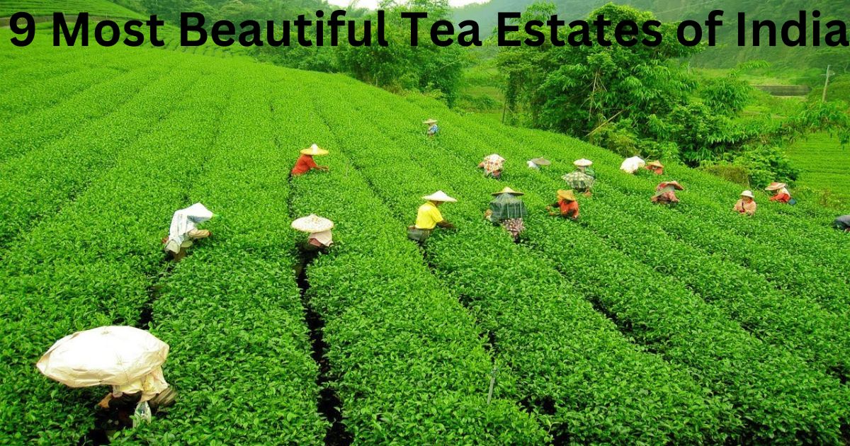 Beautiful tea gardens 