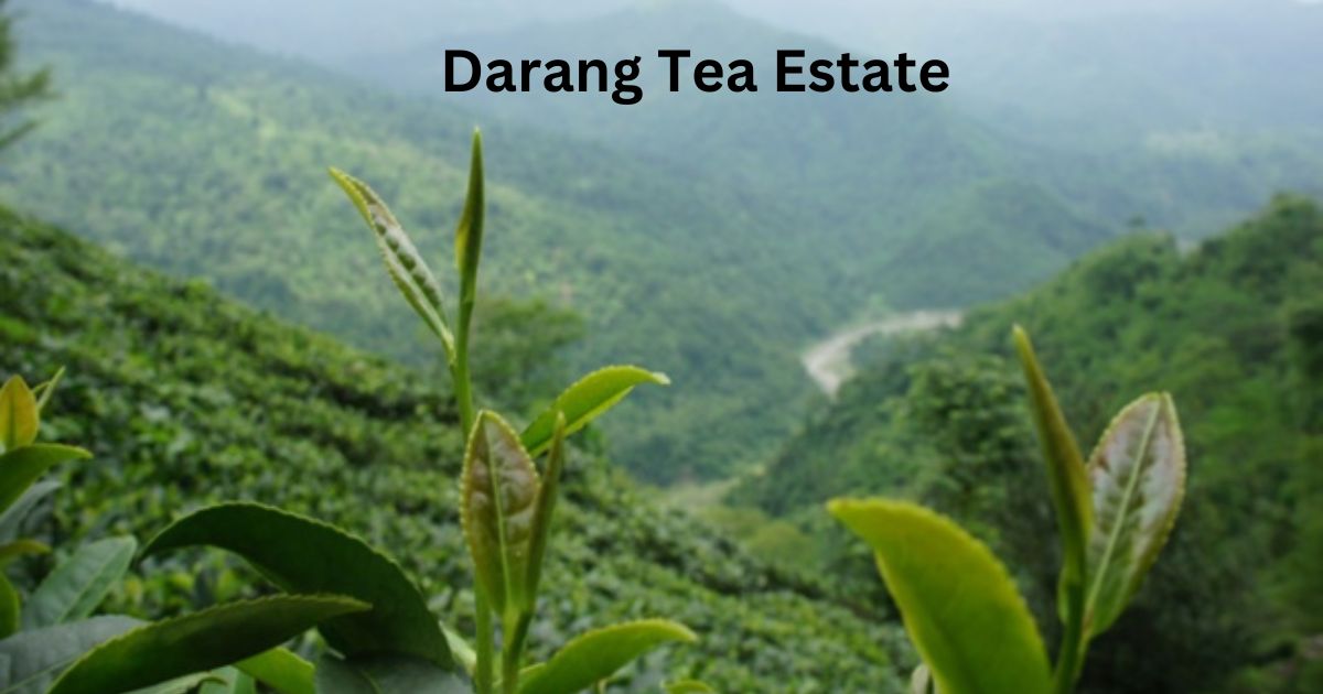 Darang Tea Estate