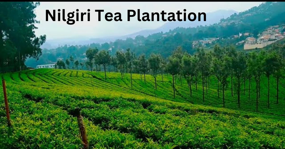 Nilgiri Tea Plantations 