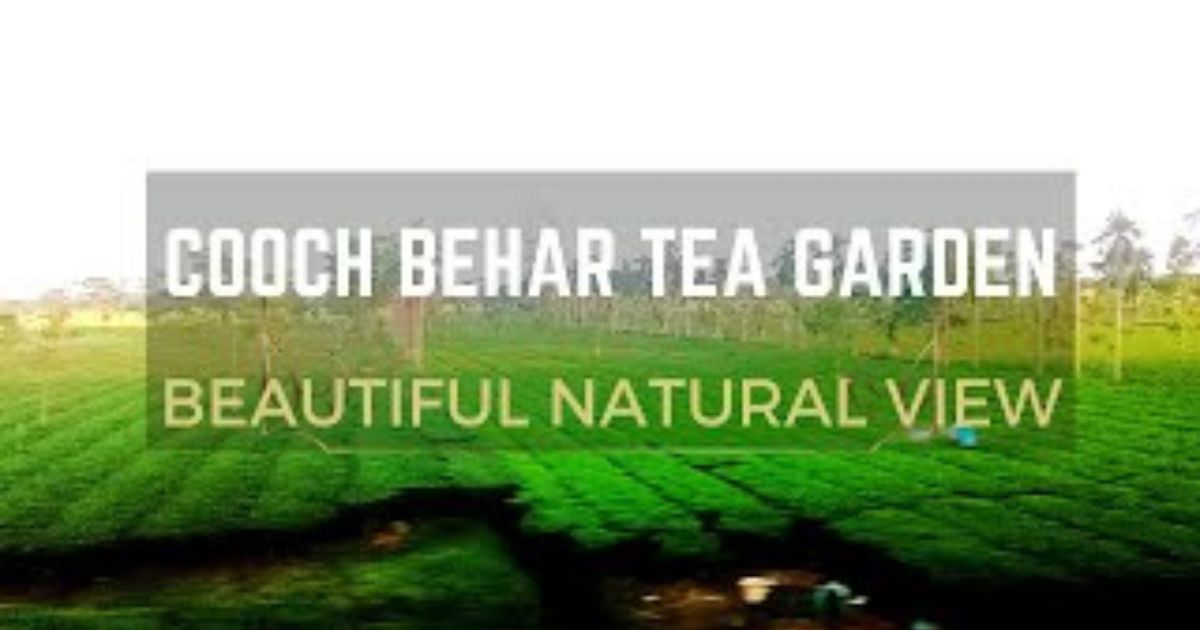 Cooch Behar Tea Garden