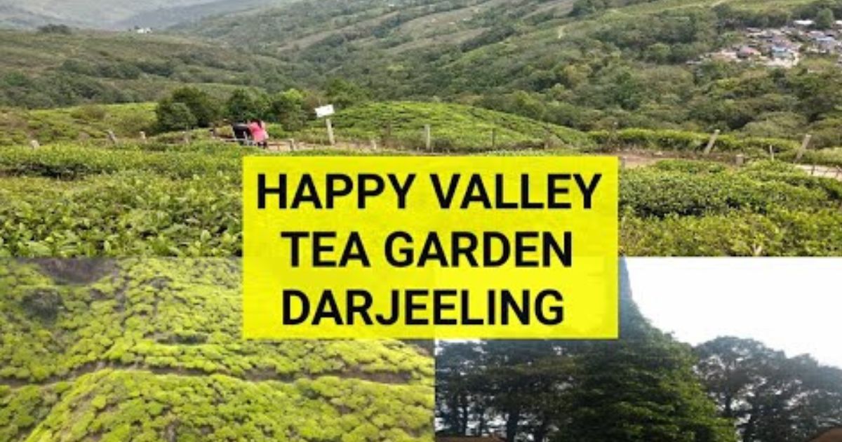 Happy Valley Tea Estate, Darjeeling 